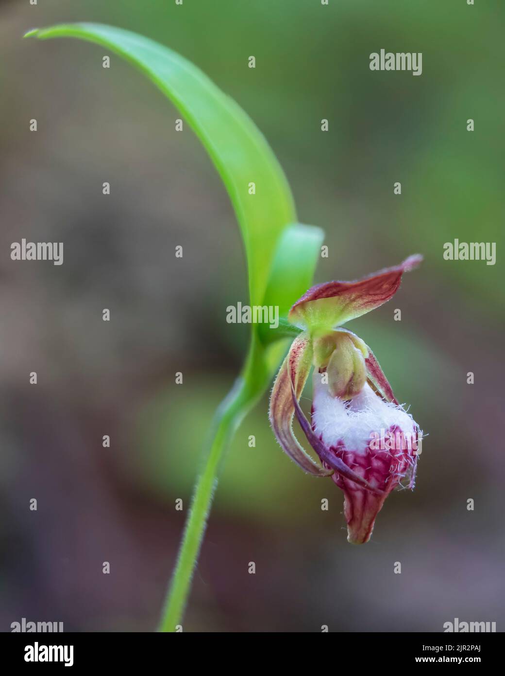 Der RAM's Head Lady's Slipper blüht im Brokenhead Wetlands Ecological Reserve, Manitoba, Kanada. Stockfoto