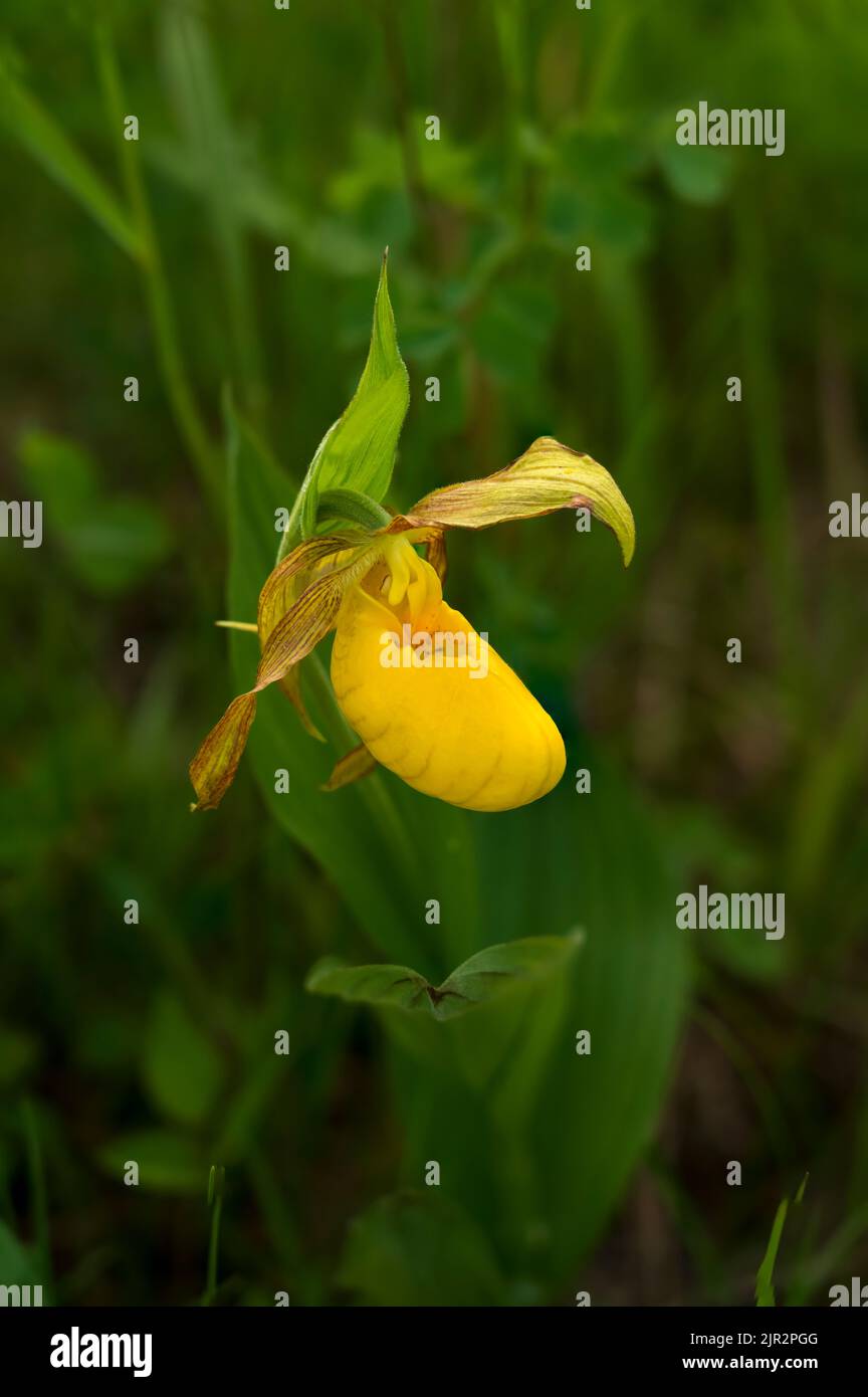 Der große Slipper der Gelben Dame im Tall Grass Preserve im Süden von Manitoba, Kanada. Stockfoto