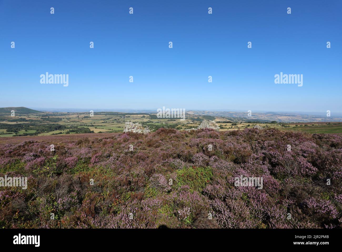 Heather auf Stiperstones National Nature Reserve in der Nähe von Shrewsbury in Shropshire, Großbritannien Stockfoto