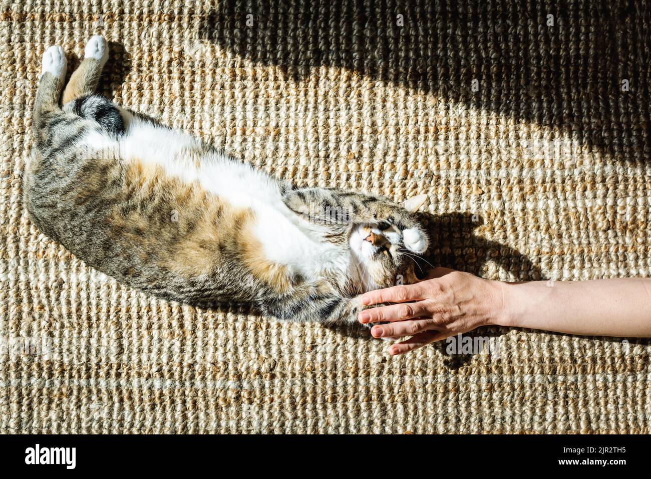 Katze spielt mit der Hand auf dem heimischen Teppich Stockfoto