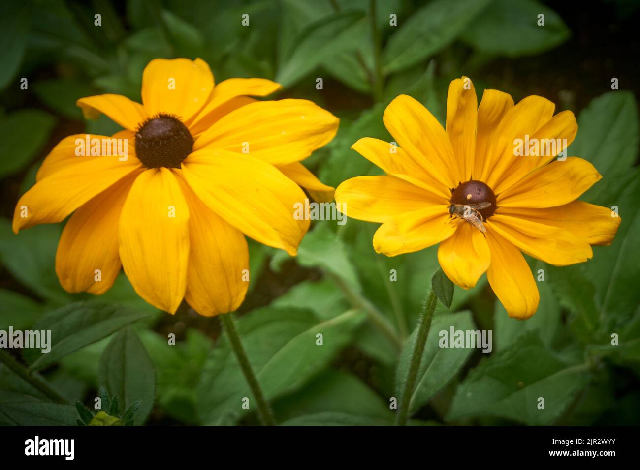 Sonnenblumen und Biene Stockfoto