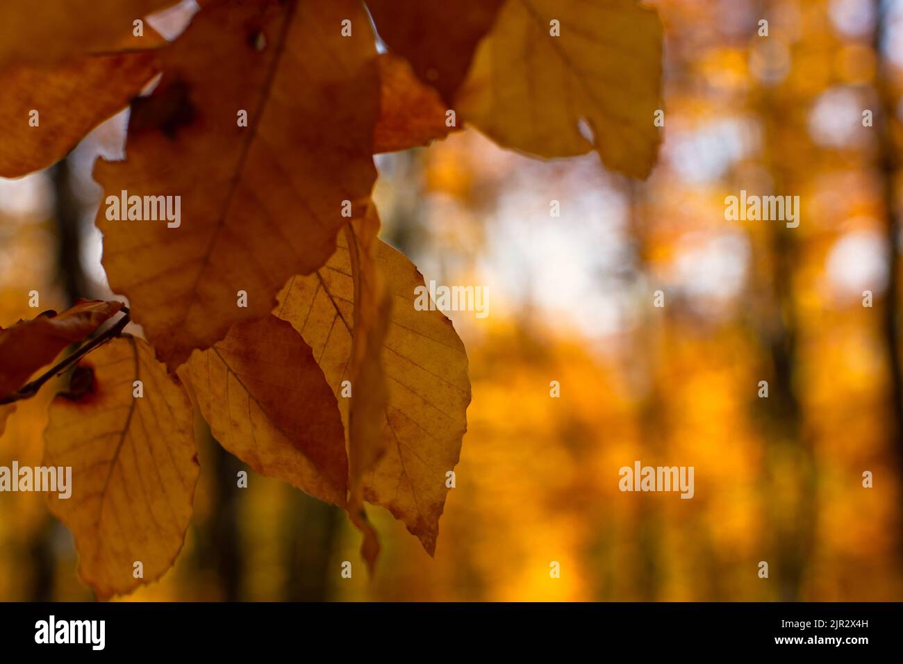 Gelbe Blätter sind die Sonne. Schöner heller goldener atmosphärischer natürlicher Hintergrund. Das Konzept der Herbststimmung, der wunderbaren Stimmung, der Freiheit des Fluges, des Seufzens Stockfoto