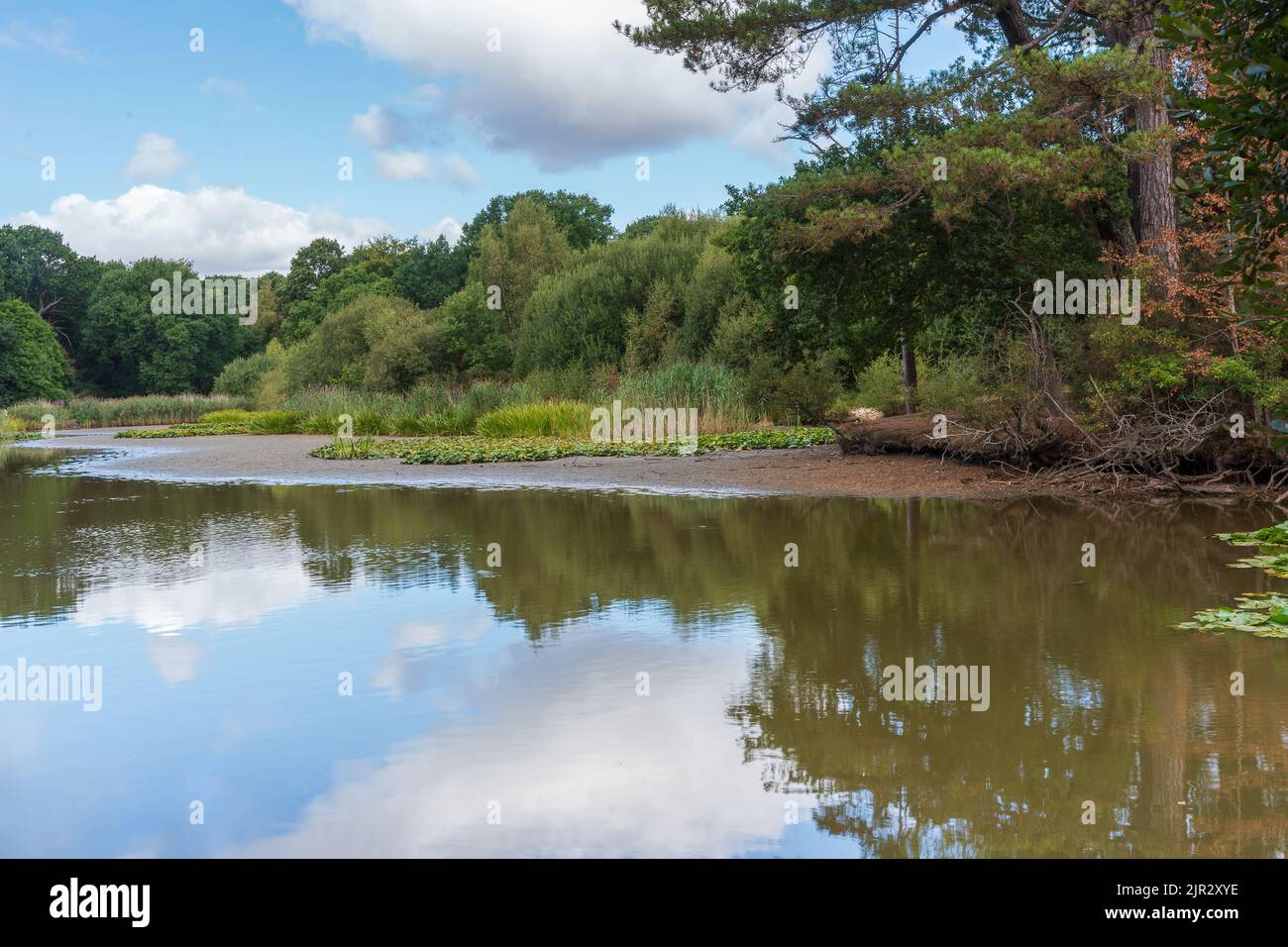 Der Ornamental Lake am Southampton Common, Southampton Großbritannien während der Dürre von 2022. Stockfoto