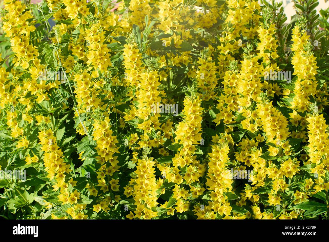 Blumenbeet auf dem Land, Lysimachia punctata Alexander oder Gelbe Loosestrife blühen. Stockfoto