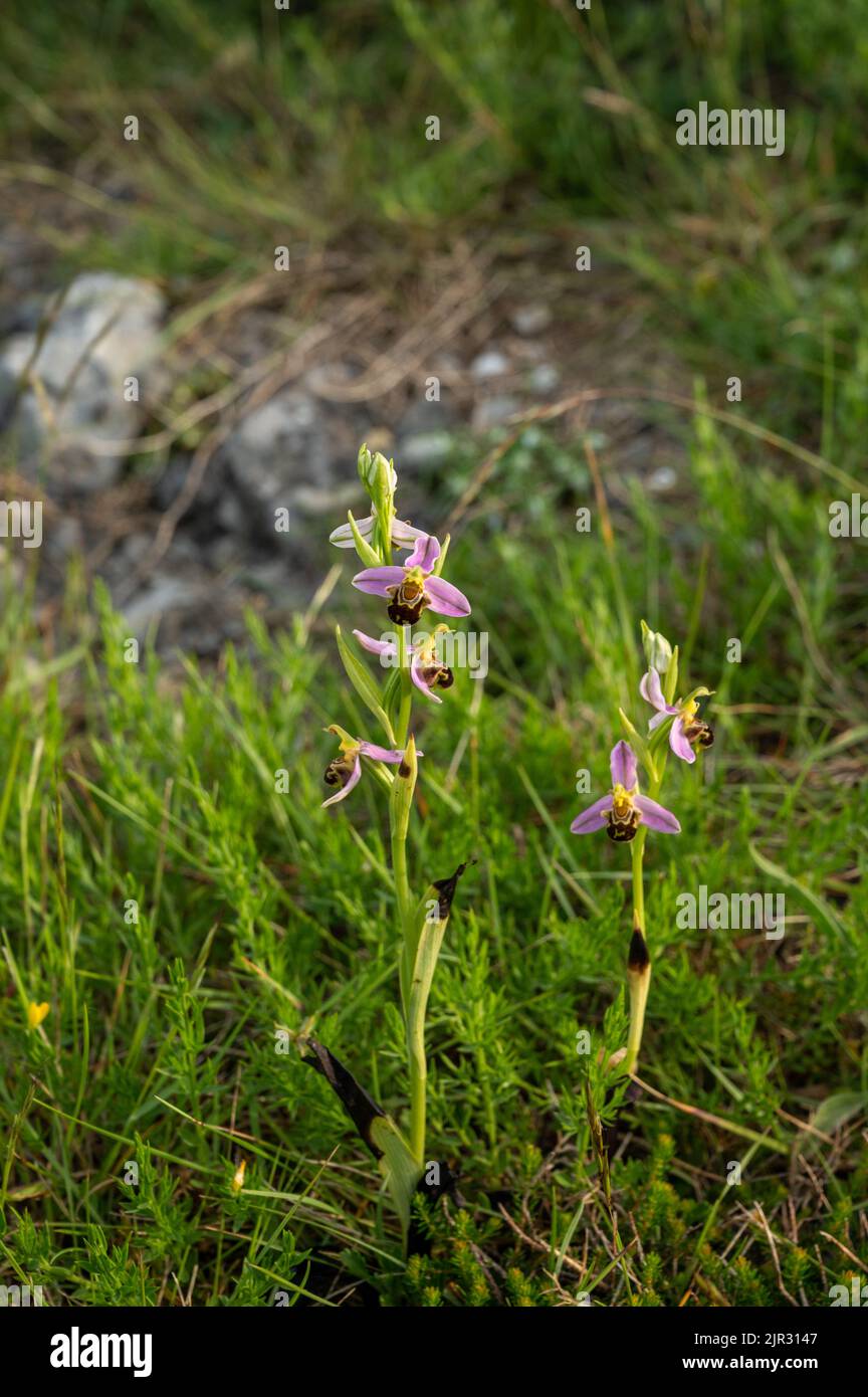 Frühlingsblüte von bunten wilden Orchideen Blumen auf Wiesen in der Nähe von Dorf Bakio, Baskenland, Spanien Stockfoto