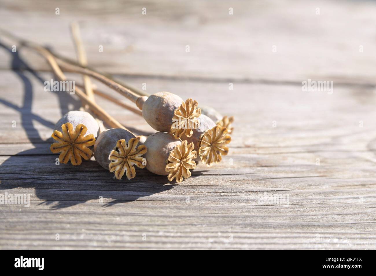 Bouquet von trockenen Mohnstämmen mit Samenkapseln auf einer Holzoberfläche. Mohnblume. Stockfoto