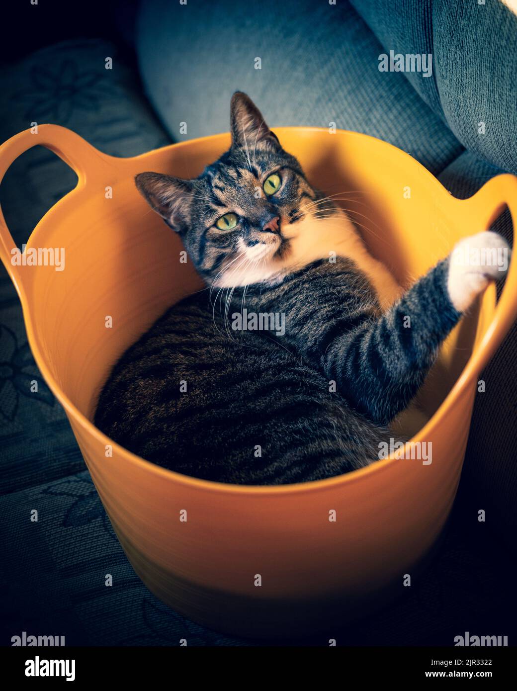 Katze im Korb Stockfoto