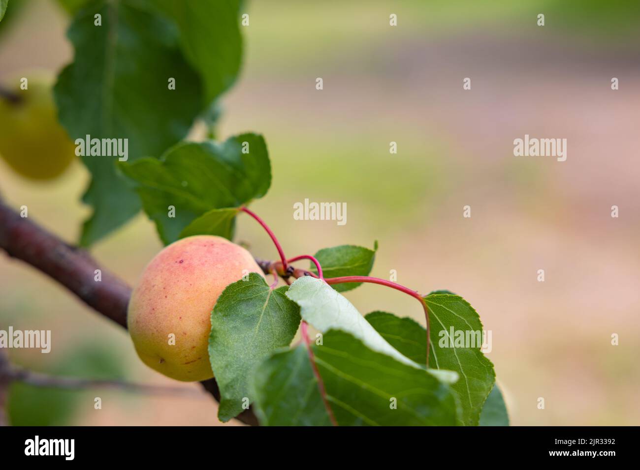 Aprikose auf dem Ast im Fokus. Obst Produktion Hintergrundbild. Aprikosenbaum. Stockfoto