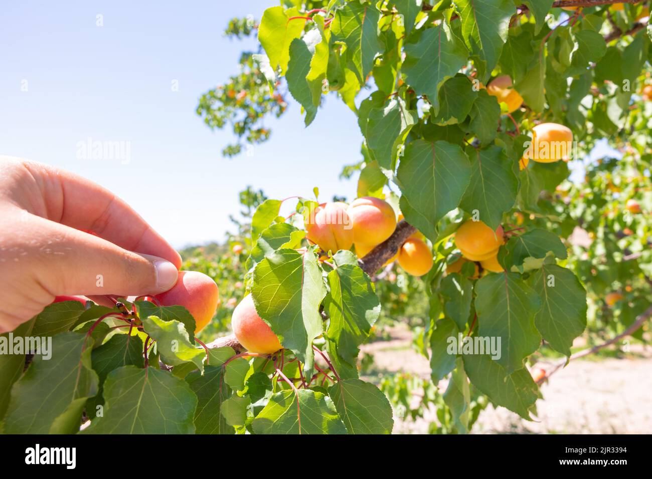 Obsternte. Mann, der die Aprikosen auf dem Baum erntet. Bio-Rohkost-Produktion Konzept Foto. Stockfoto