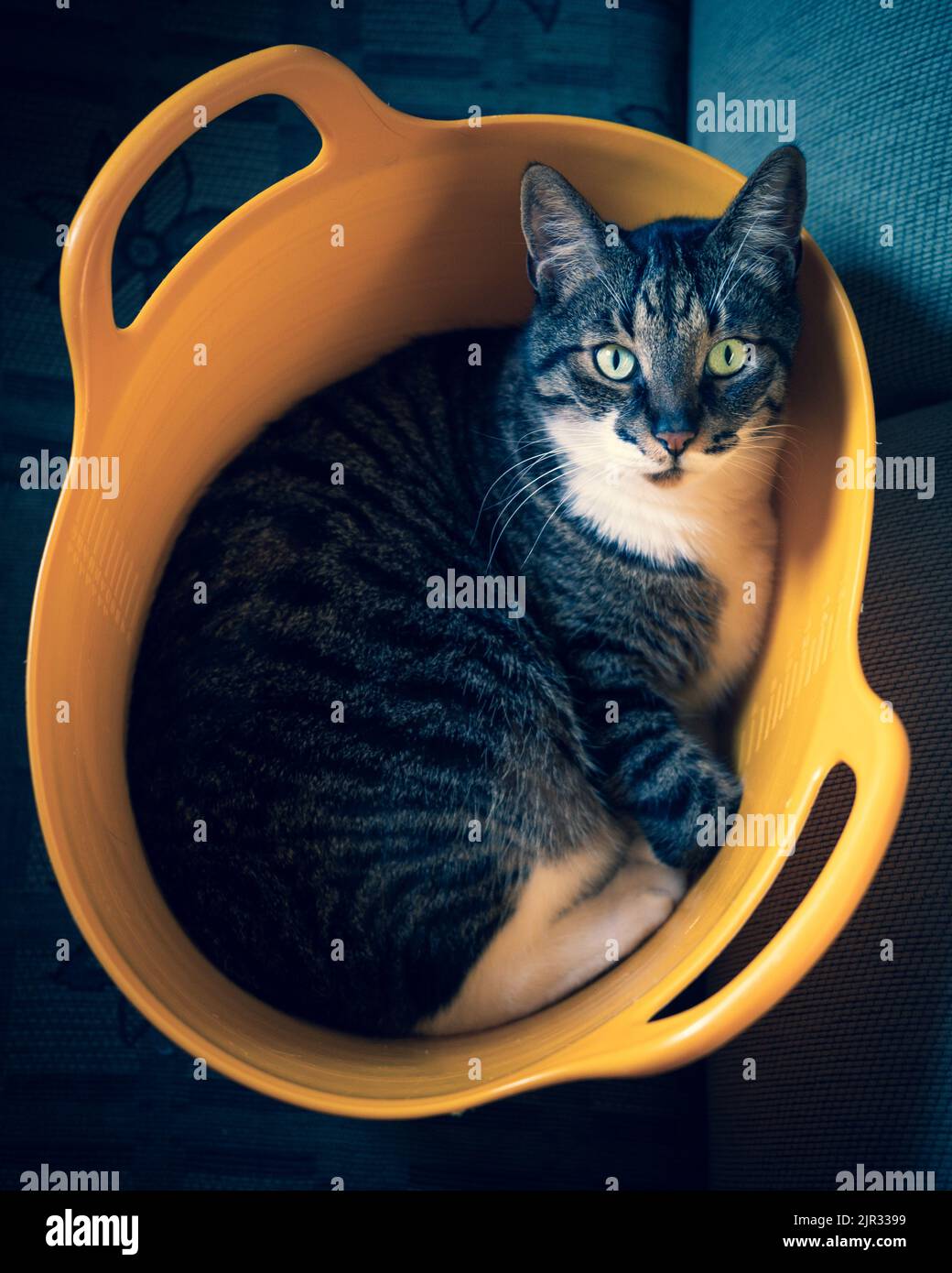Katze im Korb Stockfoto