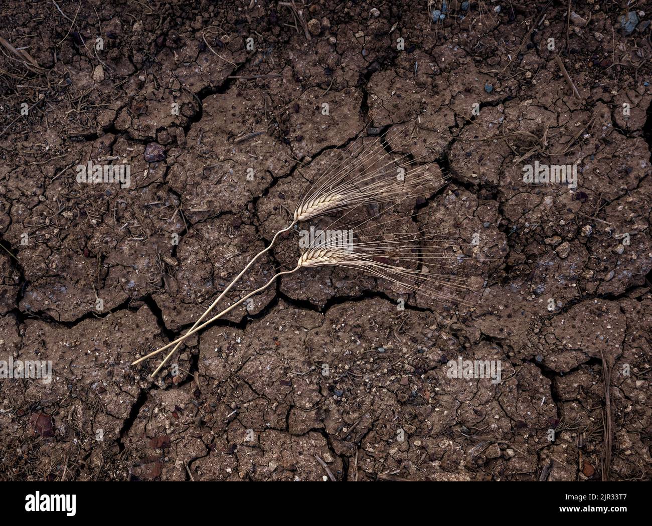 Zwei Ähren von Weizen liegen im Boden, Oberfläche des landwirtschaftlichen Feldes von oben. Entwurf, Konzept zur Lebensmittelkrise Stockfoto