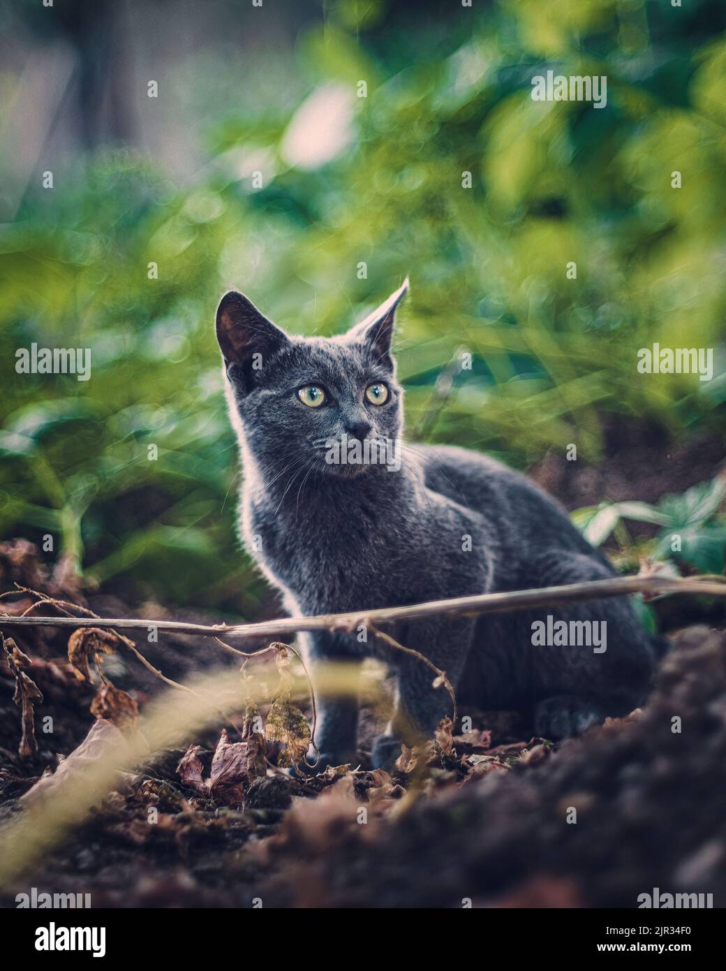 Graue Katze mit bernsteinfarbenen Augen steht in einem üppigen Garten Stockfoto