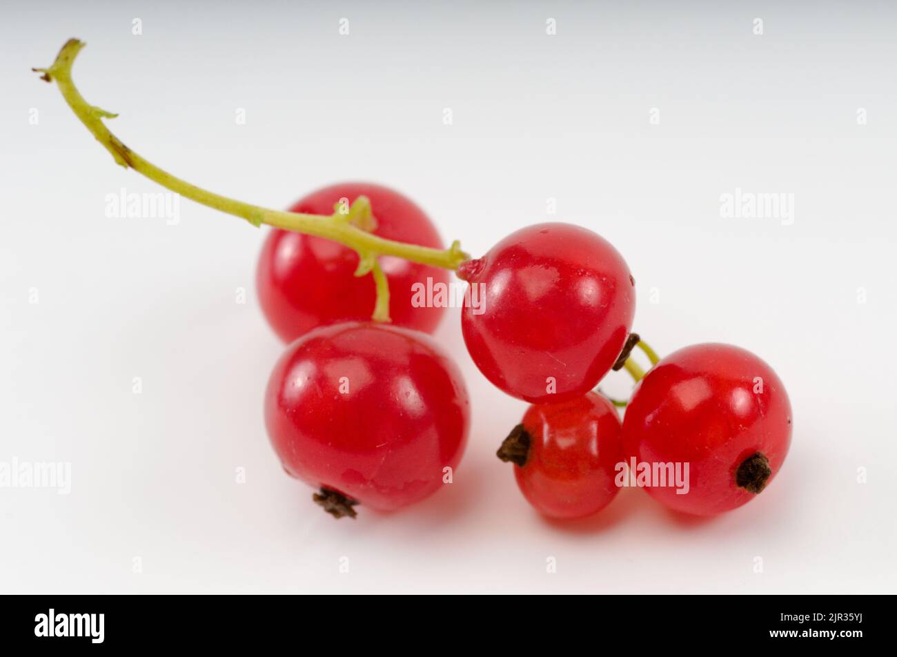Rote Johannisbeere Beeren isoliert auf weißem Hintergrund Stockfoto
