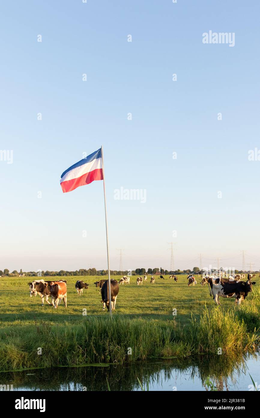 Die niederländische Nationalflagge steht auf dem Kopf in Ackerland als Symbol für den Protest der Landwirte gegen die Regierung gegen die Reduzierung der Tierhaltung Stockfoto