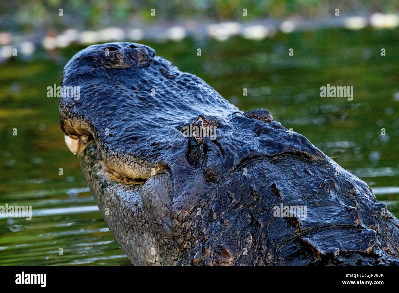 Der amerikanische Alligator schwimmt und regt seinen Kopf im Wasser nach oben Stockfoto