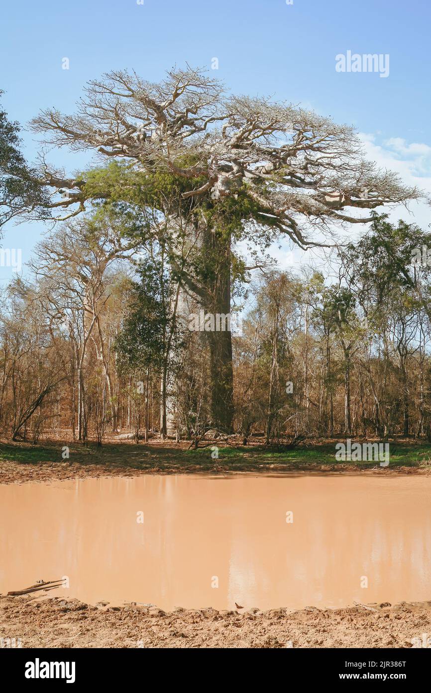 Baobab-Bäume in der Nähe von Morondava, Madagaskar, Afrika Stockfoto