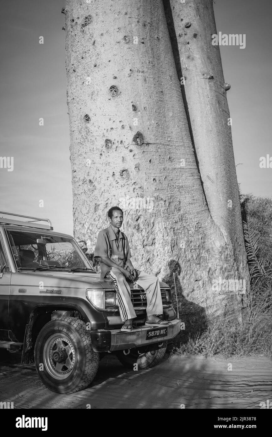 Baobab-Bäume in der Nähe von Morondava, Madagaskar, Afrika Stockfoto