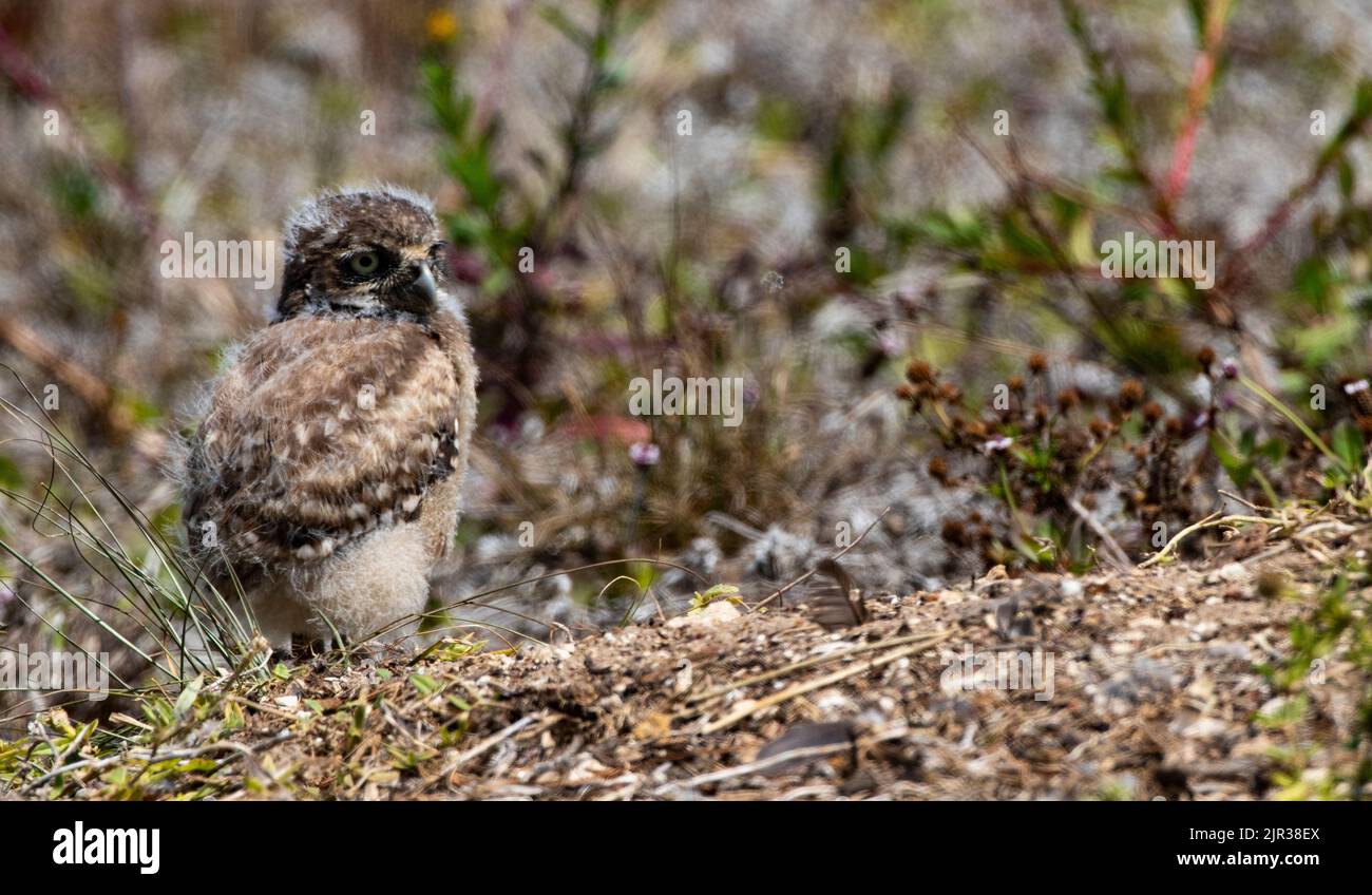 Liebenswert, flauschig Baby Burrowing Eule Küken schwenkt den Kopf mit den Augen weit in der Nähe seines Nistlochs in Cape Coral, Florida, USA Stockfoto