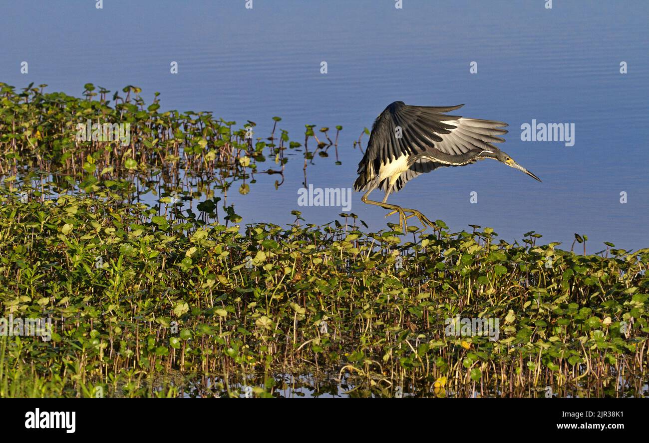 Wings open, Lovely tricolored Heron springt nach oben am Lake Apopka entlang der malerischen Wildlife Drive in Florida in landschaftlich schönen Ziel mit Kopieplatz Stockfoto