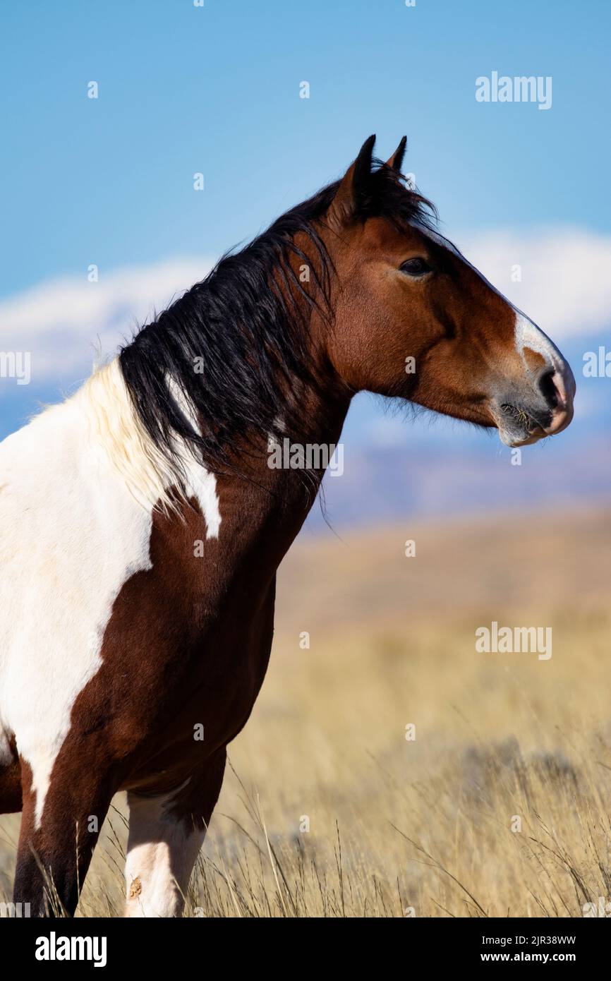 Wildes Mustang Pinto-Porträt im McCullough Peaks Horse Management Area in der Nähe von Cody, Wyoming, USA Stockfoto