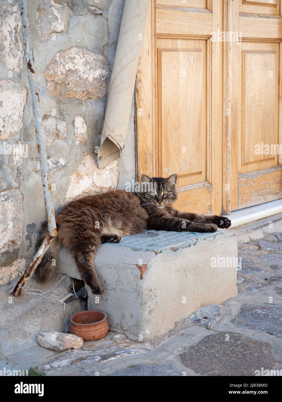 Tabby-Katze, die sich in der Hitze der griechischen Insel Hydra entspannt Stockfoto