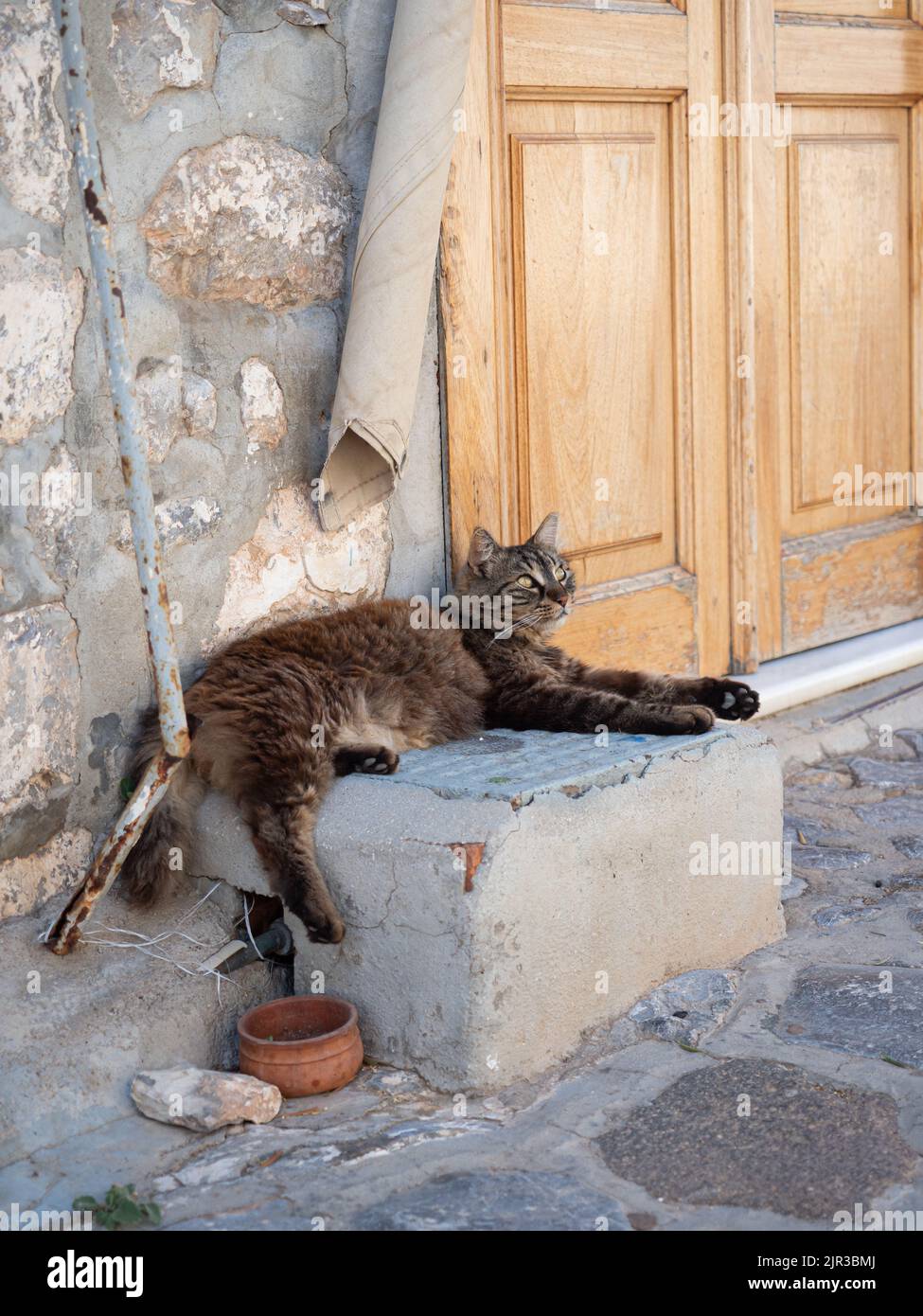 Tabby-Katze, die sich in der Hitze der griechischen Insel Hydra entspannt Stockfoto