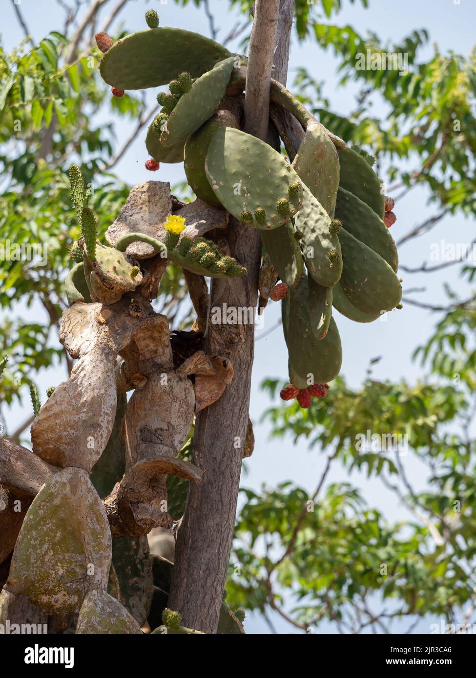 Kaktusbirnenbaum auf der griechischen Insel Hydra Stockfoto