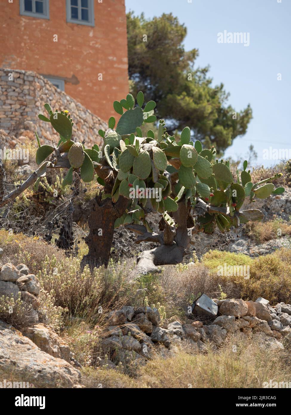 Kaktusbaum auf der griechischen Insel Stockfoto