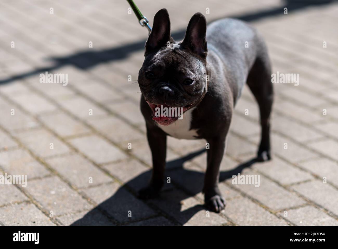 Französische Bulldogge, in der Stadt, an der Leine. Hochwertige Fotos Stockfoto
