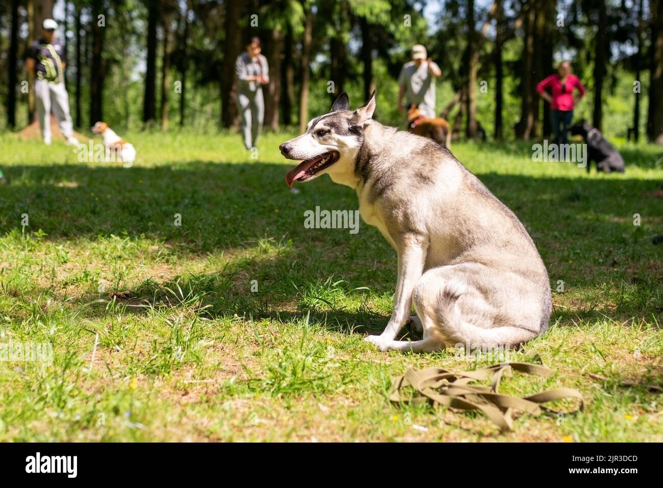 Hund, der mit einem Mann im Wald spazierengeht. Hochwertige Fotos Stockfoto
