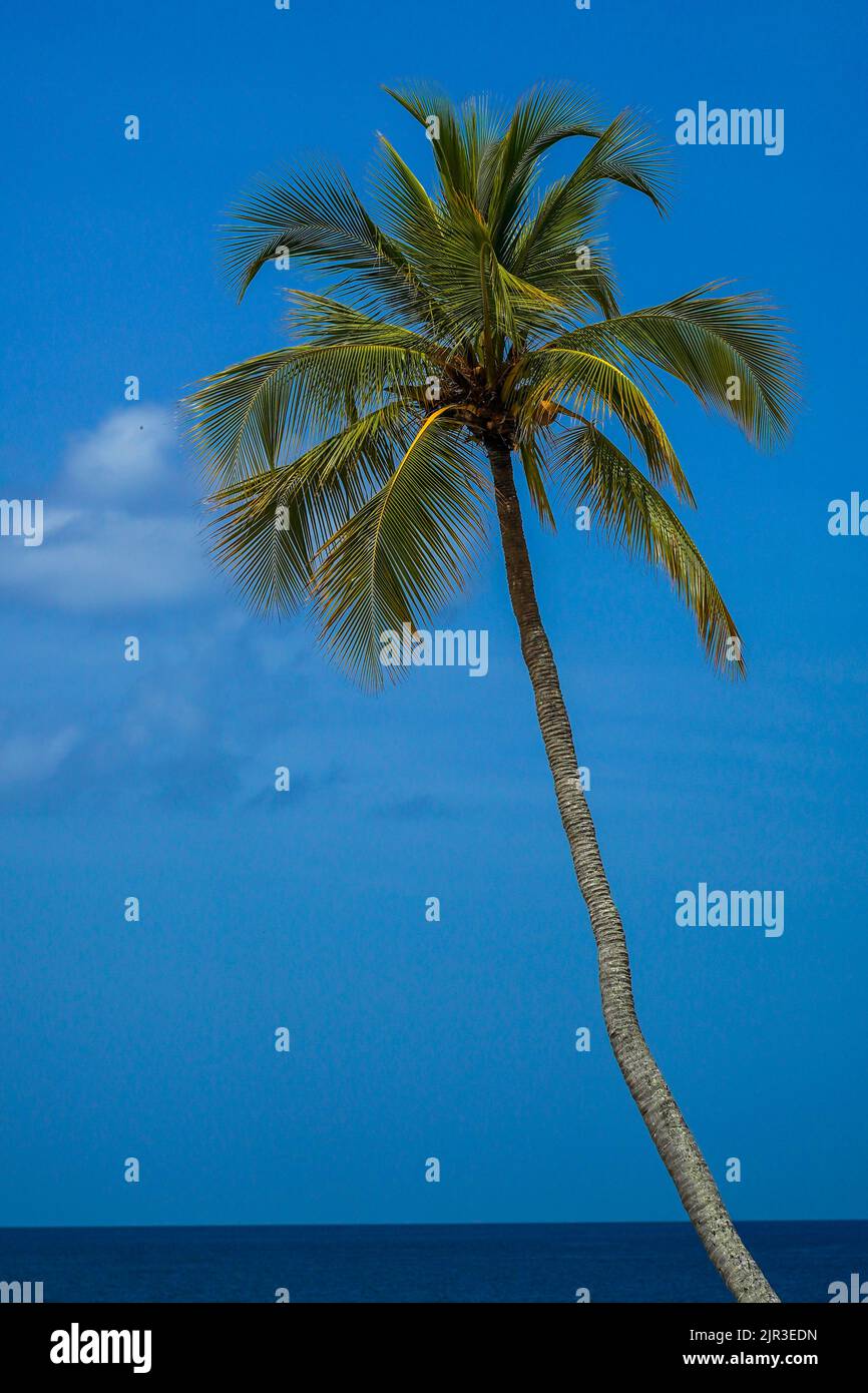 Palme am Strand Stockfoto