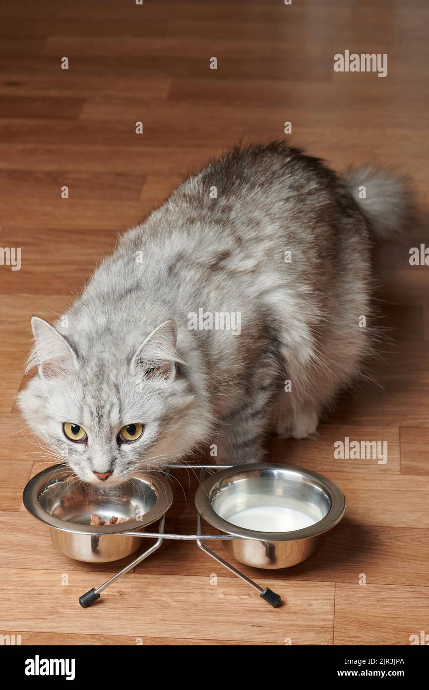 Hübsche Katze beginnt ihr Essen aus der Schüssel auf Holzboden zu essen Stockfoto