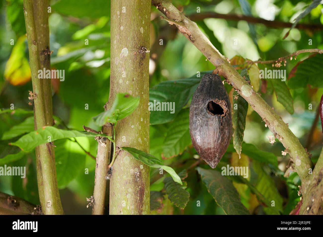 Schoko-Pflanzen-Schädling Thema. Eine dunkle Kakaoschote mit Loch auf grünem Blatthintergrund Stockfoto