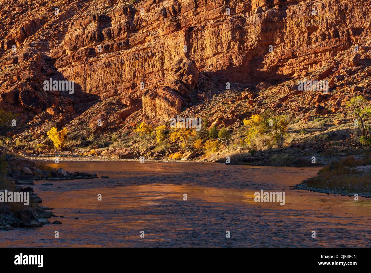 Im Herbst spiegeln sich die Cottonwood-Bäume im Colorado River, Utah Stockfoto
