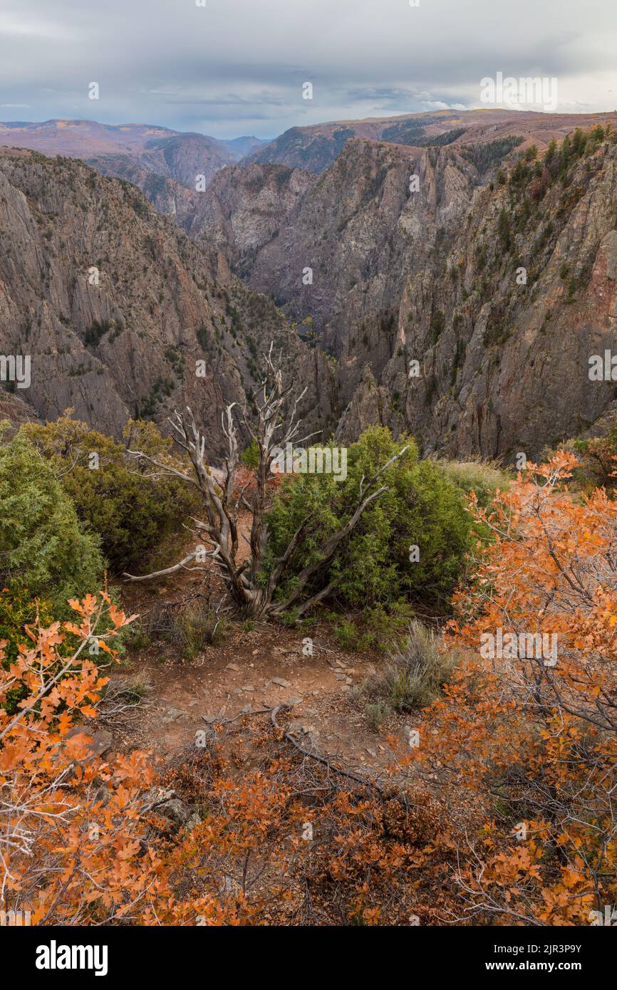 Farbenfrohe Herbstlandschaft am Tomichi Point Overlook, Black Canyon im Gunnison-Nationalpark, Colorado Stockfoto