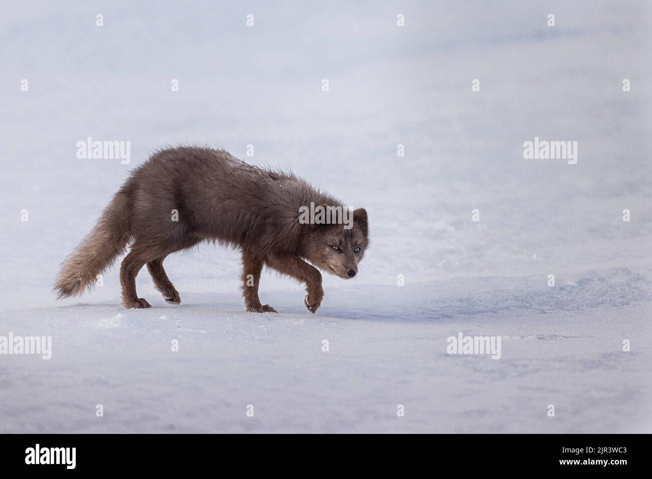 Ein pelzigen Polarfuchs im Schnee in seinem natürlichen Lebensraum im Hornstrandir Nature Reserve, Island Stockfoto