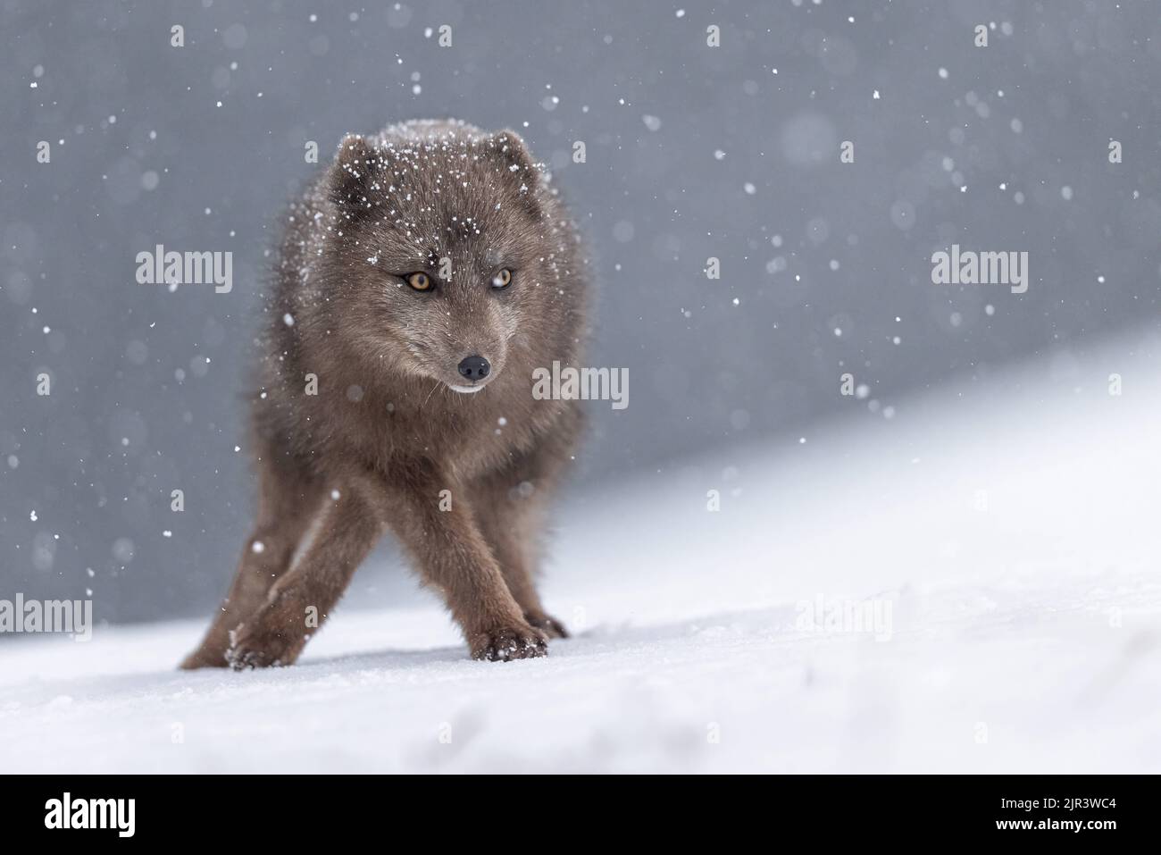 Ein neugieriger Polarfuchs im verschneiten Gebiet des Hornstrandir Nature Reserve, Island Stockfoto