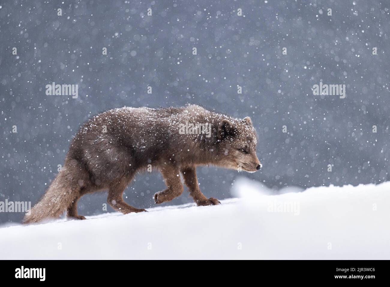 Seitenansicht des pelzigen Polarfuchses, der im Schnee im Hornstrandir Nature Reserve, Island, wandert Stockfoto