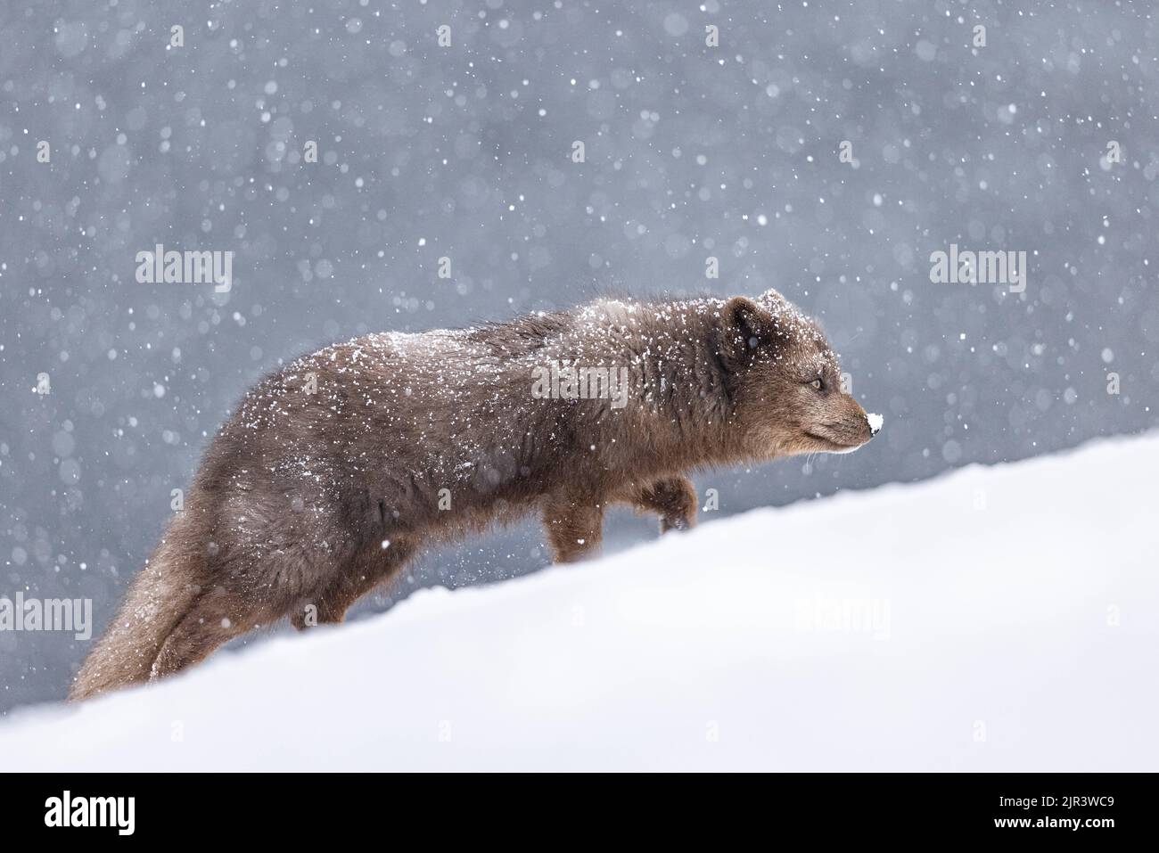 Eine Nahaufnahme des Polarfuchses im Schnee im Hornstrandir Nature Reserve, Island Stockfoto