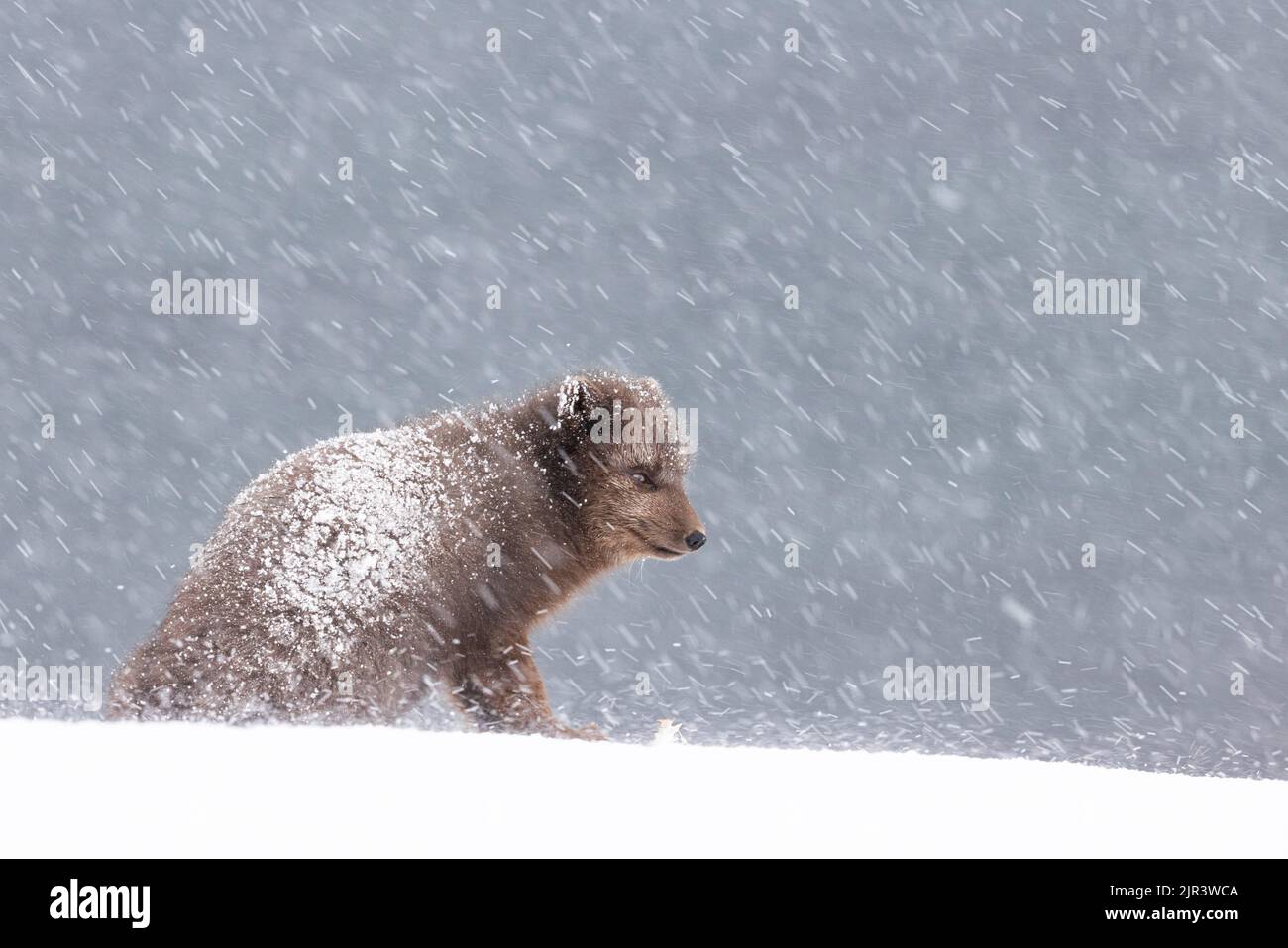 Ein Polarfuchs im Schnee, in seinem natürlichen Lebensraum im Hornstrandir Nature Reserve, Island Stockfoto