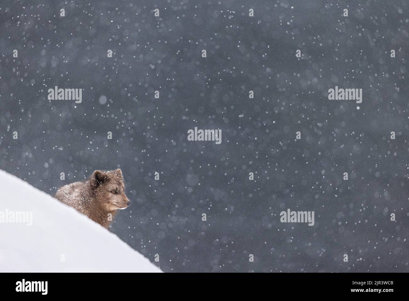 Ein arktischer Fuchs im Schnee im Hornstrandir Nature Reserve, Island. Winterhintergrund mit einem Kopierbereich Stockfoto