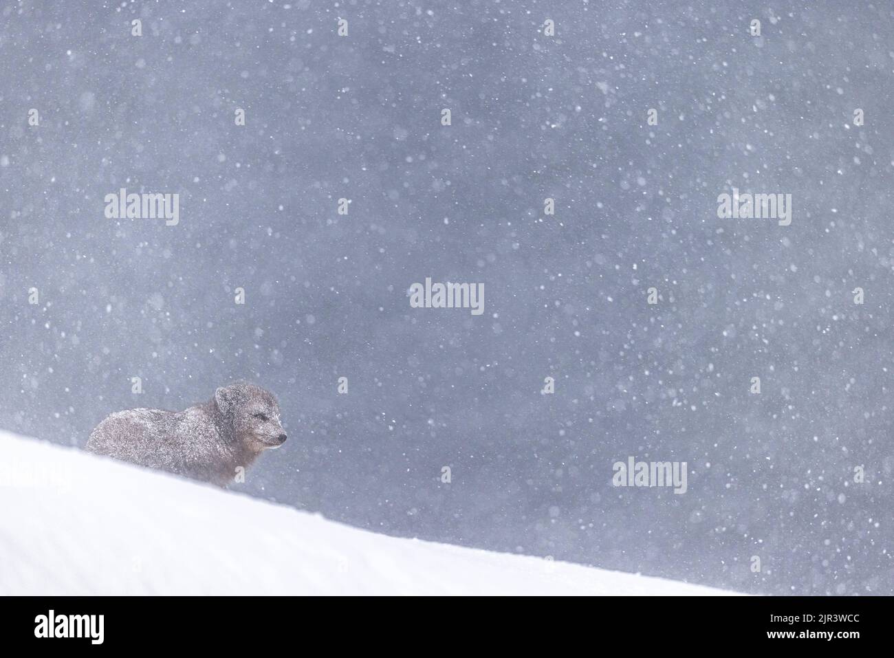Ein einsamer Polarfuchs, der im verschneiten Gebiet des Hornstrandir Nature Reserve, Island, umherstreift Stockfoto