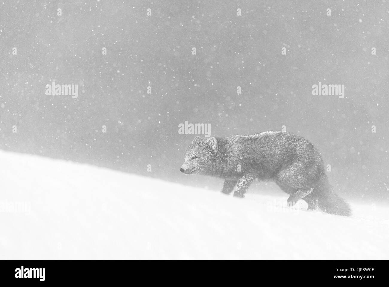 Pelry Arctic Fox klettert im Hornstrandir Nature Reserve, Island, einen Hügel im Schnee hinauf Stockfoto