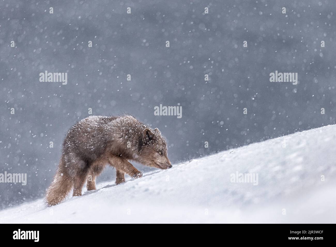 Im Hornstrandir Nature Reserve, Island, sucht ein Polarfuchs im Schnee nach Nahrung Stockfoto