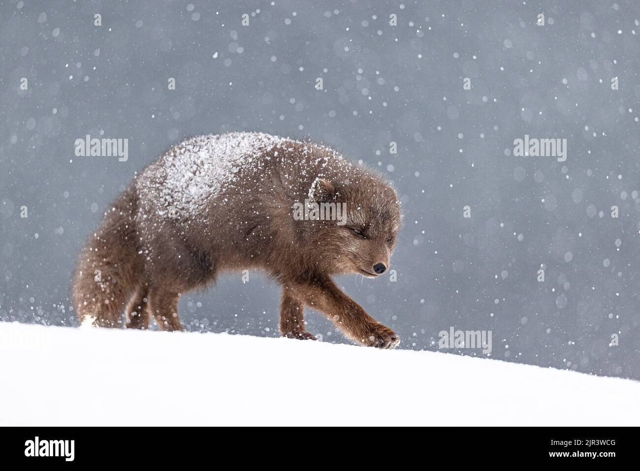 Eine Nahaufnahme des Polarfuchses im Hornstrandir Nature Reserve, Island Stockfoto