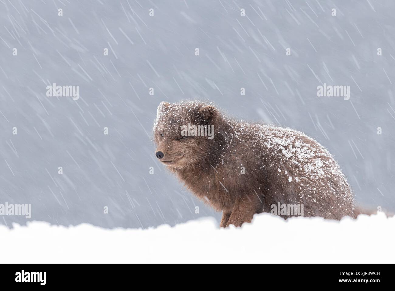 Ein pelzigen Polarfuchs, der auf dem verschneiten Boden im Hornstrandir Nature Reserve, Island, ruht Stockfoto