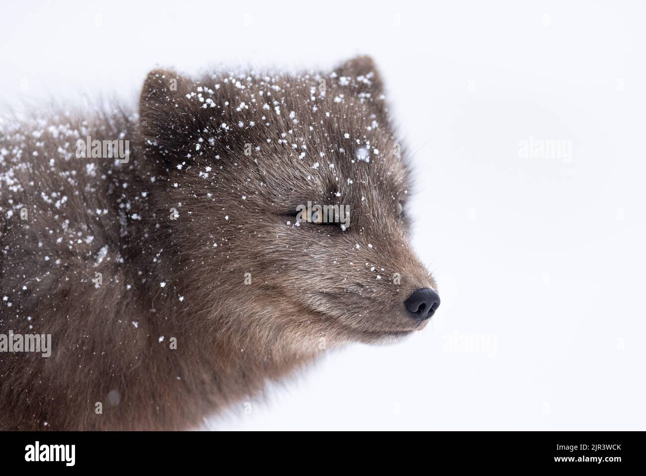 Ein Porträt des pelzigen Polarfuchses im Schnee im Hornstrandir Nature Reserve, Island Stockfoto