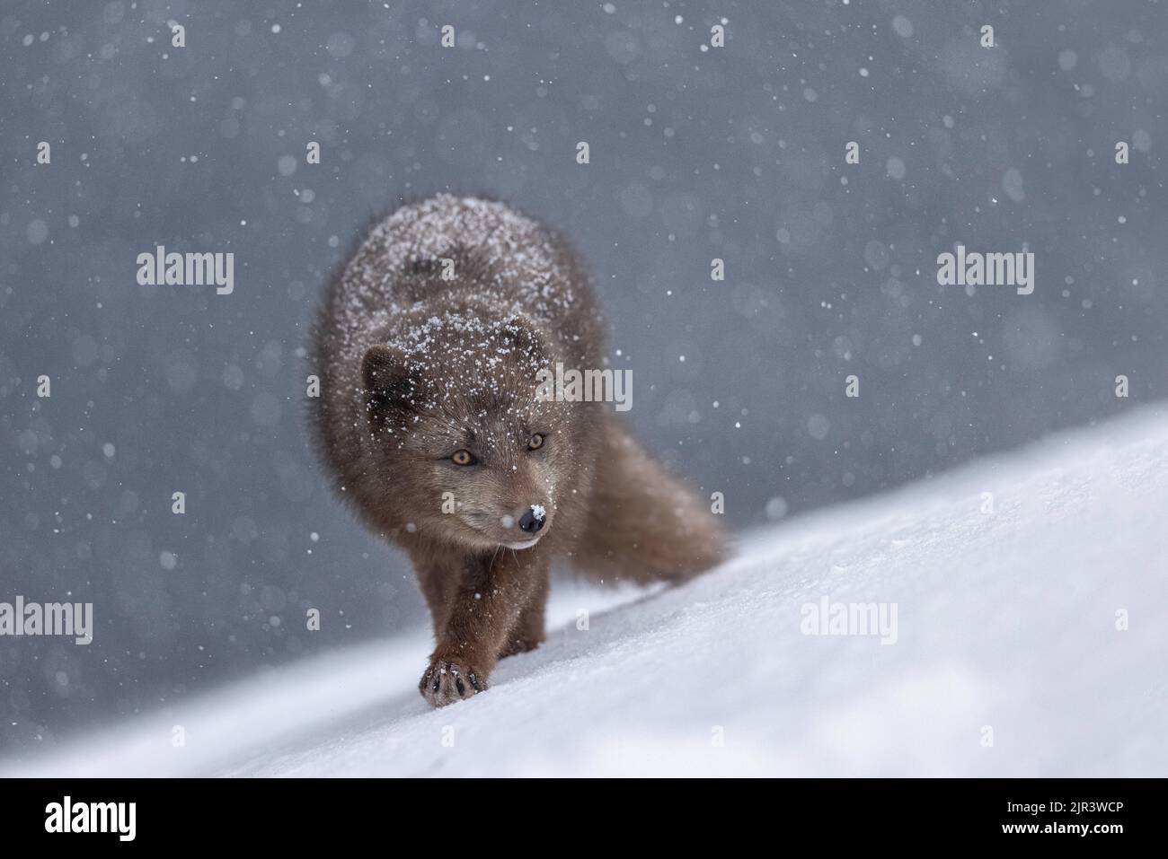 Pelzige arktische Füchse, die im weißen Schnee im Hornstrandir Nature Reserve, Island, wandern Stockfoto