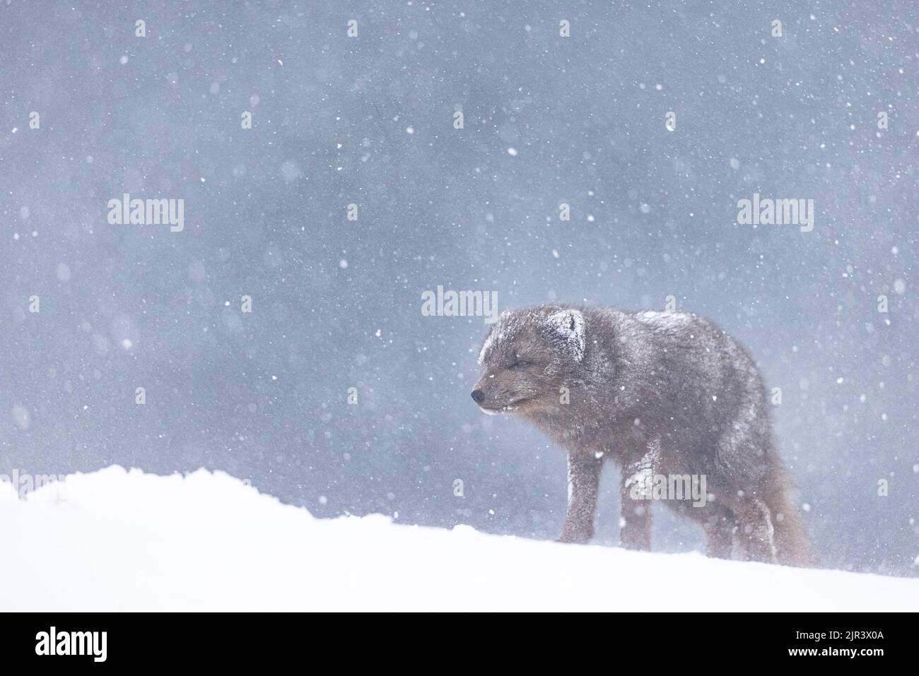 Ein einsamer Polarfuchs, der im Schnee im Hornstrandir Nature Reserve, Island, umherstreift Stockfoto