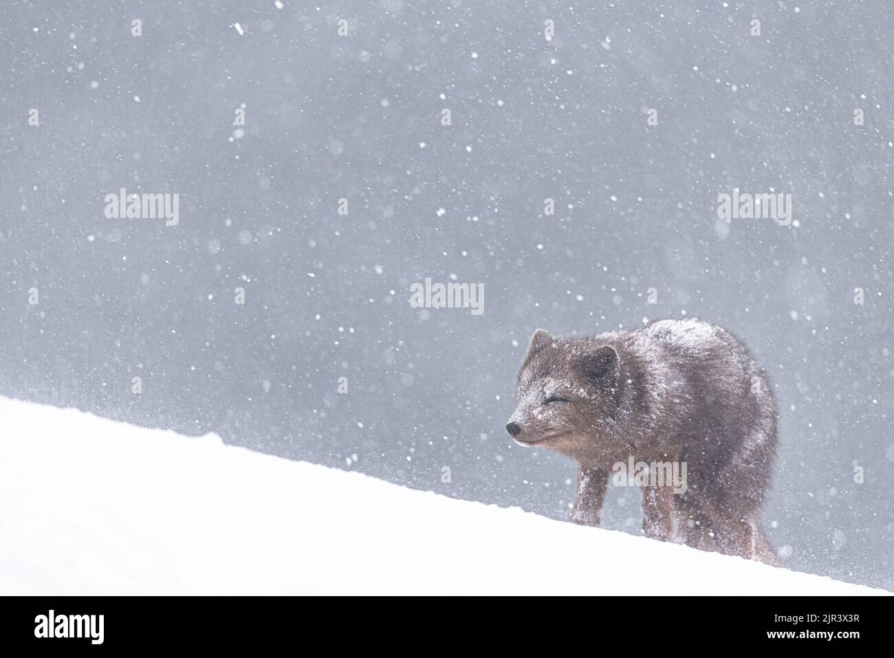 Ein Polarfuchs (Vulpes lagopus) im Schnee im Hornstrandir Nature Reserve, Island Stockfoto